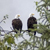 Bald eagles near Mendelson Glacier