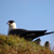 Long-tailed jaeger, Yanert Valley