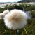 Flower on Killiniq Island, northern Labrador