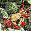 Colorful crabs are seen ashore on Isla Carmen. Photo by K...
